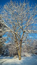 Bare tree on snow covered landscape against blue sky