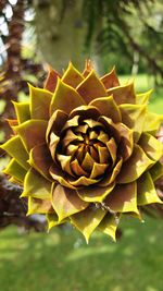 Close-up of yellow flowering plant