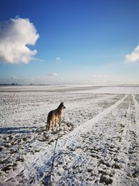 Dog on snow covered landscape against sky