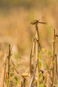 Close-up of dry plant on field