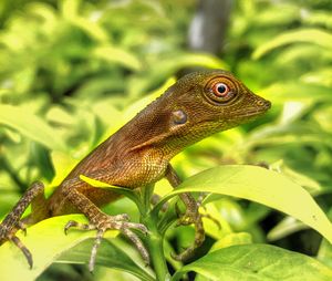 Close-up of a lizard