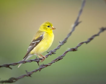 Close-up of bird perching on branch