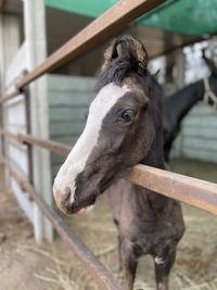 Close-up of a horse in ranch