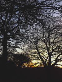 Low angle view of silhouette bare trees against sky