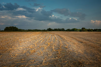 Field after cutting the corn, evening clouds on the sky