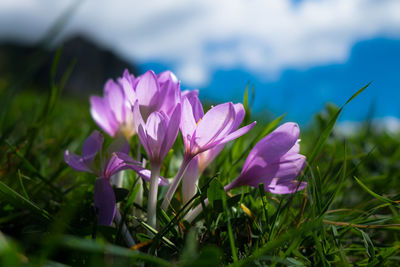 Close-up of purple flowers blooming in field