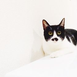 Portrait of cat sitting on floor