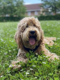 Portrait of dog on field