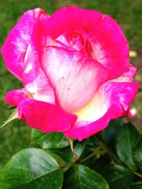 Close-up of pink flower blooming outdoors