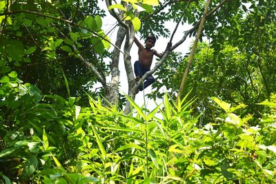 Low angle view of boy in tree