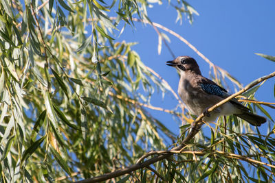 Low angle view of bird perching on tree against sky, eurasian jay