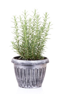 Close-up of potted plant against white background