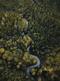 Aerial view of road amidst trees in forest