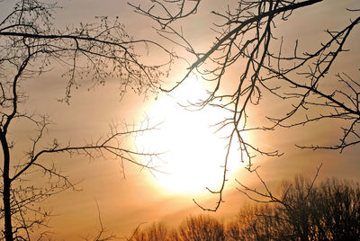 Silhouette bare tree against sky during sunset