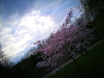 Purple flowers on tree branch against sky