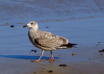 Close-up of bird perching on lake