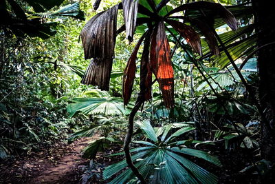 View of palm tree