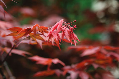 Close-up of red maple leaves