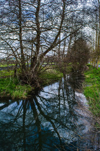 Reflection of trees in water