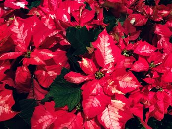 High angle view of red flowering plant