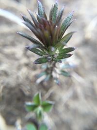 Close-up of leaves on plant