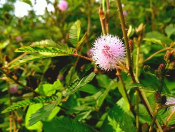 Close-up of flower blooming outdoors