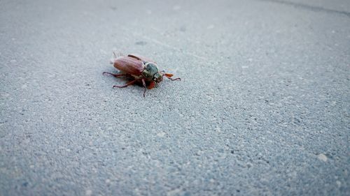 Close-up of insect on wall