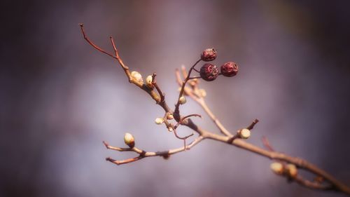 Close-up of berries growing on tree