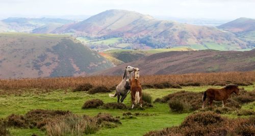 Horses on field against mountains