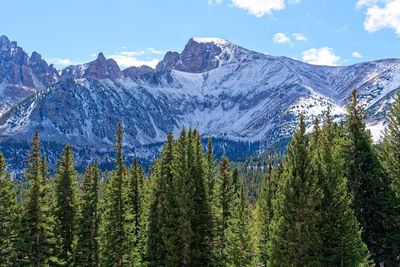 Scenic view of pine trees against sky