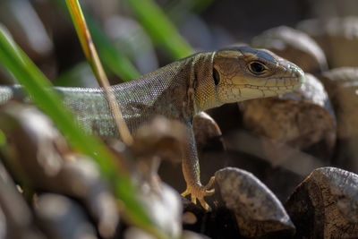 Close-up of lizard