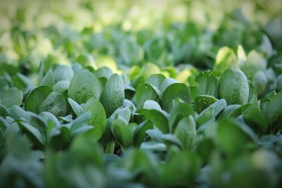 Full frame shot of plants