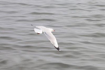 Seagulls flying over the sea