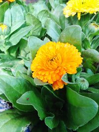 Close-up of yellow flower