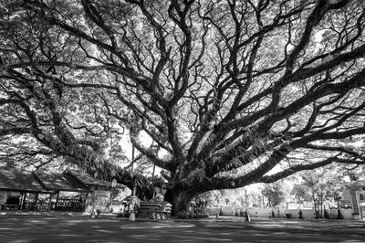Bare tree by road in city