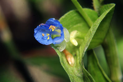 Close-up of purple flowering plant