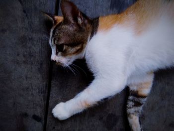 High angle view of cat looking away