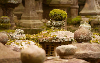 Ancient stone lanterns in japanese shrine. covered in moss.