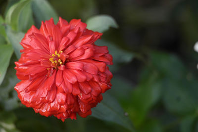 Close-up of red dahlia