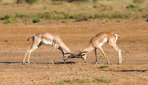 Side view of two horses on field