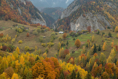 Scenic view of trees during autumn
