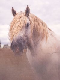 Close-up of a horse on the field