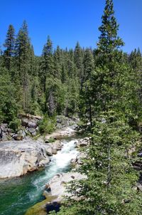 Stream flowing amidst trees in forest against sky