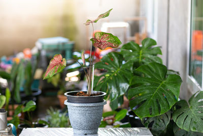 Close-up of potted plant