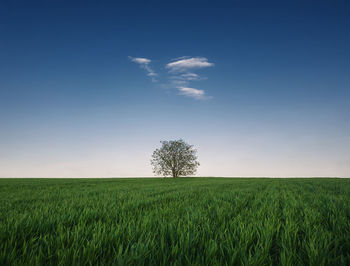 Lone tree in the growing wheat field. idyllic minimalist background. green grass meadow