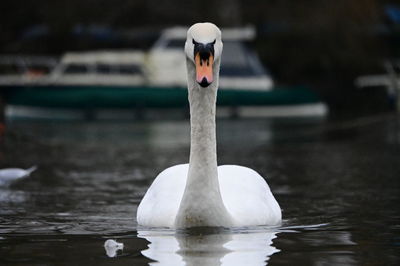 Close-up of swan swimming in lake