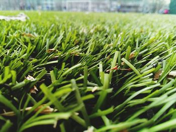 Close-up of fresh green plants in field