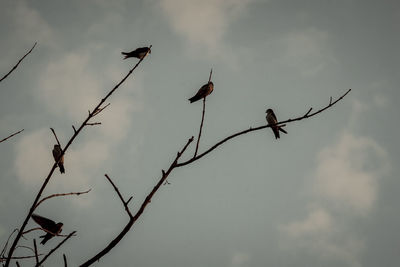 Low angle view of birds flying against sky