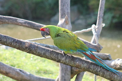 Close-up of parrot perching on branch