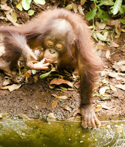 Monkey in a forest